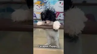 🌟 Presenting the Cavapoo Charmer: Your Ticket to Magical Moments! 🐾