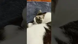 I love you #cat #cuteanimal #adorable #cutecat #cute #catcute