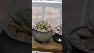 How to make crafts flower growing.