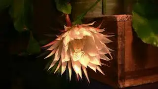 The Night bloomer