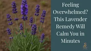 Feeling Overwhelmed? This Lavender Remedy Will Calm You in Minutes