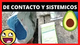 DIFERENCIAS entre FUNGICIDAS de CONTACTO y SISTEMICOS🥑