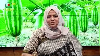 মাচা পদ্ধতিতে বাণিজ্যিকভাবে পটলের আবাদ: কৃষকের উন্নয়নের গল্প || কৃষি তথ্য সার্ভিস