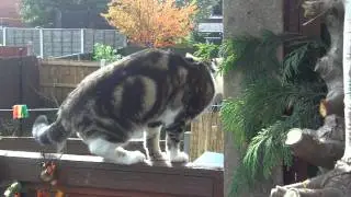 Magic kitten from next door  this afternoon on Sunday 25th Sept 2011