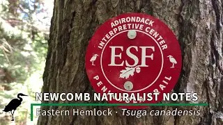 Newcomb Naturalist Notes: Eastern Hemlock