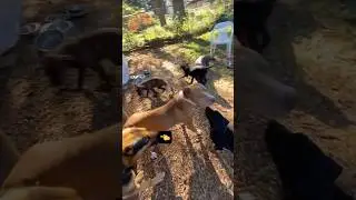 Dog Communication (Grandma gets too rough) #awakenedk9 #puppies #protectivedogs #dogrescue #shorts