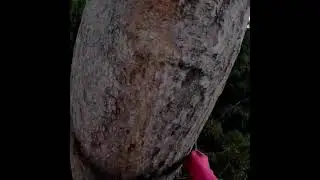 Deep jungle #adventure with deadly #honeybeesting