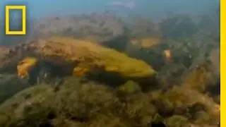 Kissing a Hellbender | National Geographic