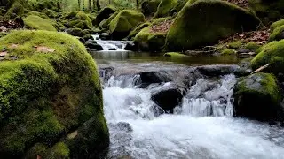 Ambient River in the Woods | ASMR Nature for Focus & Calm