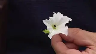 How to Keep Budworms Out of Your Petunias