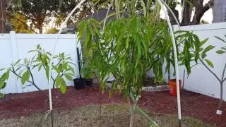 How to protect your mango tree from the cold