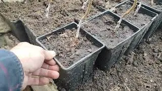 Саджанці ківі, зимове зберігання