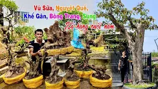 Xả hàng 18/1: Vú Sữa, Sung Nếp, Nguyệt Quế, Khế Gân, Bông Trang | Phát Đạt - LTK Bonsai