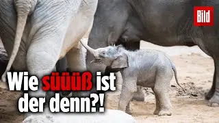 Baby-Elefant im Leipziger Zoo vorgestellt