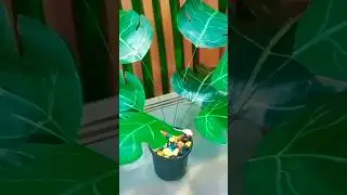 ✨Indoor croton 🌱plant/hand made Artificial plant 🌱✨🌿#diy #craftideas #plantcraft #craft #artlovers