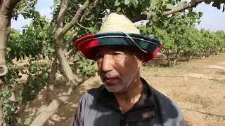 المثابر شبلي قادة فلاح من مدينة السوقر بولاية تيارت نموذج ناجح في تجربة زراعة أشجار الفستق الحلبي