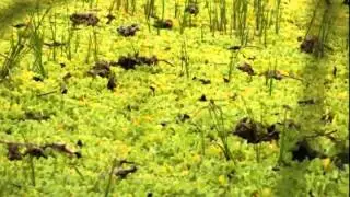 Black caiman at Yarina Lake - Tahuayo River - Amazonia Expeditions