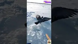 This Pigeon Panicked&hellip; Then Froze ❄️ POV Rescue #animalrescue #shorts