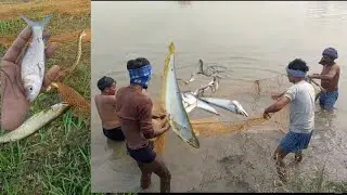 मछली वाला वीडियो / fish video / machhali / fish / selfish fact machhali 🐠🐟🦈