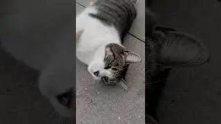 TIPOS DE MUJERES!!🐱FLYCAT.