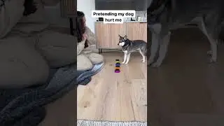 Pretending My Dog Hurt Me
