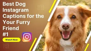 Best Dog Instagram Captions for the Cutest Photos of Your Furry Friend #1