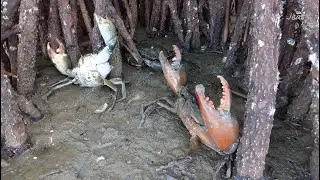 Low Tide Adventure - Catching Massive Mud Crabs in the Mangroves!