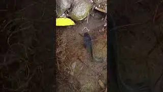 catching snakehead fish on live bait & worm - SNAKEHEAD FISH #shorts  #fish #channa #viralvideo