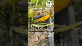 Chhote Se Sundar Zucchini 🌼 | Garden to Harvest #fruit #zucchini