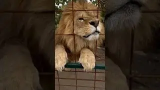 Лев рычит, как мотор