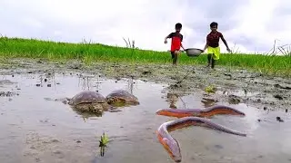 Amazing Little Boy Catching Tortoise - Best Tortoise & Eel Fishing in Paddy Field - SP Fishing World