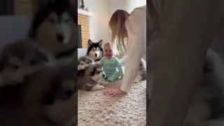 Playful Sounds Fill the Room &mdash; 5 Puppies Join the Fun Unleashed #puppies #cutepets #doglover