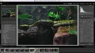 I Photographed One of The Worlds RAREST Animals [Mangshan Mountain Viper]