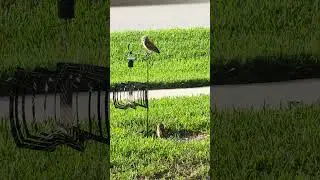 Baby Burrowing Owls Day 48 Out!