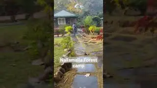 Nallamalla Forest Camp #youtubeshorts #shorts #forest #jungle #camping