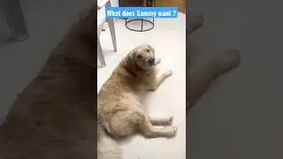 Sleeping Dog Wakes Up to the ward 