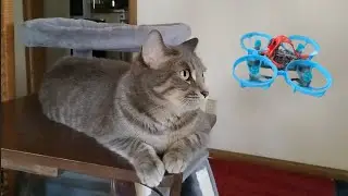Cat Reacting to Drone