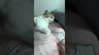 Kneading&hellip; Then Copying😻🐾 #cat #cute #kneading  #copycat #funnycat #catvideo #shorts