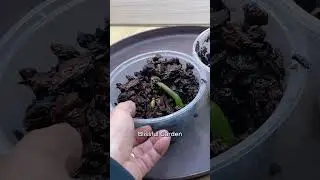 How to revive wilted orchids and get new roots quickly. #orchidcare #orchidpropagation #shorts