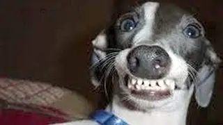 Dogs making funny faces - Funny and cute dog compilation