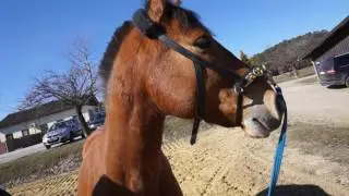 Mein normaler Alltag als Pferdemensch #horsepassion