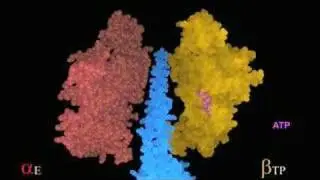 Rotation of the gamma subunit effects ATP synthesis