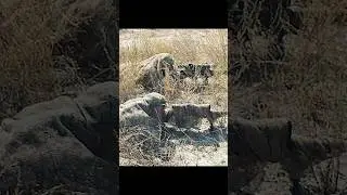 First Kill, First Victory 💥🎯🕊️ | Sniper: The White Raven (2022)