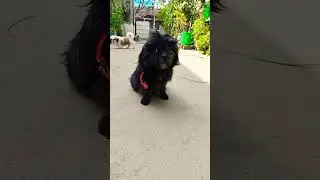 shizu #puppy #pets #trending #dog #love# you tube short ❤️🐶