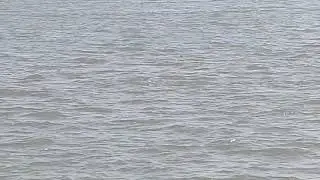 Dolphin 🐬 View l Bet Dwarka l Dwarka l Shivrajpur Beach