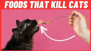 6 продуктов, которые могут убить вашу кошку за считанные минуты 😱