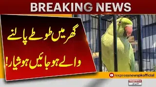 Parrot Owners Beware! Important Warning for Your Home Pets | Pakistan News