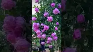 Beautiful purple rose garden