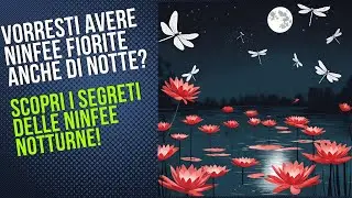 Ninfee notturne, ninfea che fiorisce di notte , scopri come avere un laghetto fiorito anche di notte