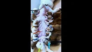 #dog #puppy #doglove #puppyloves #pets #shorts #shortvideo🐶🐶🐶🐶🐶